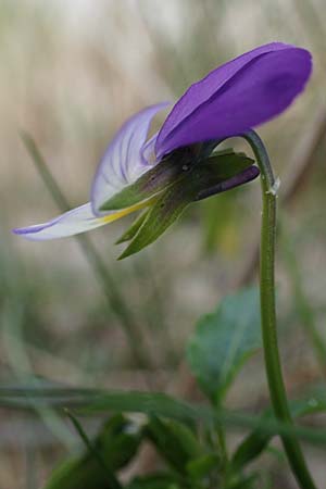 Viola tricolor subsp. ammotropha \ Dnen-Stiefmtterchen / Seaside Pansy, Sand Pansy, D Wendtorf 18.9.2021