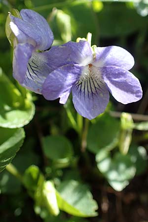 Viola canina \ Hunds-Veilchen / Dog Violet, D Mudau 23.4.2023