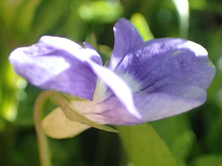 Viola canina \ Hunds-Veilchen / Dog Violet, D Mudau 23.4.2023