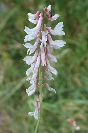 Vicia cracca \ Vogel-Wicke / Tufted Vetch, D Thüringen, Kölleda 15.6.2023