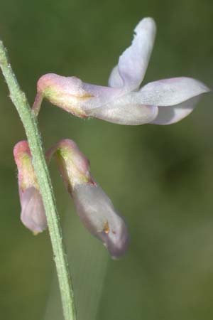 Vicia cracca \ Vogel-Wicke / Tufted Vetch, D Thüringen, Kölleda 15.6.2023