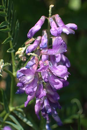 Vicia cracca \ Vogel-Wicke / Tufted Vetch, D Thüringen, Kölleda 15.6.2023