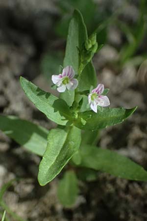 Veronica catenata \ Blasser Gauchheil-Ehrenpreis, Roter Wasser-Ehrenpreis / Pink Water Speedwell, D Altrip 6.8.2026