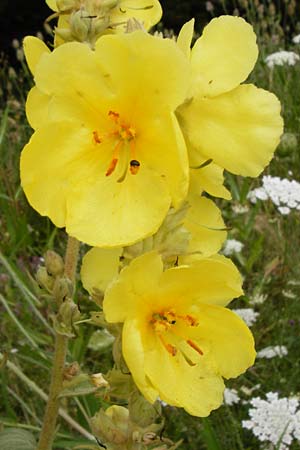 Verbascum densiflorum \ Grobltige Knigskerze / Dense-flowered Mullein, D Wallersdorf 25.7.2015
