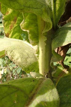 Verbascum densiflorum \ Grobltige Knigskerze / Dense-flowered Mullein, D Hanhofen 22.9.2016