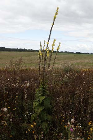 Verbascum densiflorum \ Grobltige Knigskerze / Dense-flowered Mullein, D Neuleiningen 26.8.2021