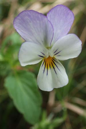 Viola tricolor subsp. ammotropha \ Dnen-Stiefmtterchen / Seaside Pansy, Sand Pansy, D Hohwacht 13.9.2021