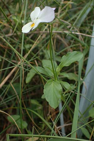 Viola tricolor subsp. ammotropha \ Dnen-Stiefmtterchen / Seaside Pansy, Sand Pansy, D Hohwacht 13.9.2021