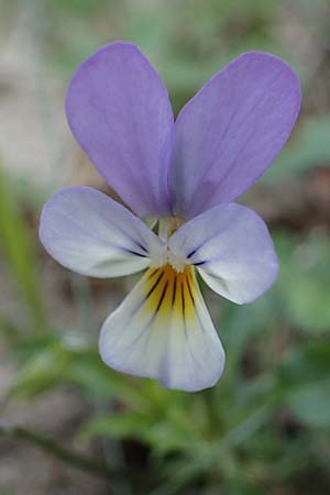 Viola tricolor subsp. ammotropha \ Dnen-Stiefmtterchen / Seaside Pansy, Sand Pansy, D Heiligenhafen 17.9.2021
