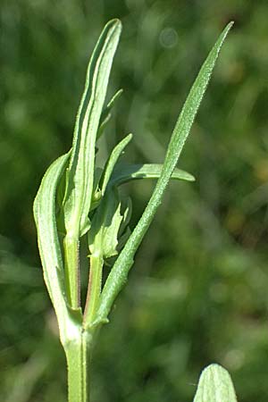 Valerianella dentata \ Gezhnter Feld-Salat / Narrowfruit Corn Salad, D Billigheim-Waldmühlbach 11.5.2024