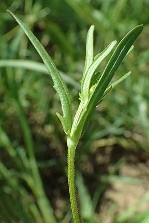 Valerianella dentata \ Gezhnter Feld-Salat / Narrowfruit Corn Salad, D Billigheim-Waldmühlbach 11.5.2024
