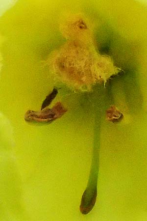 Verbascum densiflorum \ Grobltige Knigskerze / Dense-flowered Mullein, D Viernheim 16.7.2025