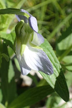 Viola elatior \ Hohes Veilchen / Tall Violet, D Ketsch 14.5.2019