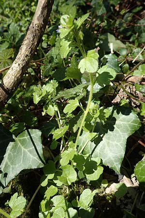 Veronica hederifolia subsp. hederifolia \ Efeublttriger Ehrenpreis / Ivy-Leaved Speedwell, D Weinheim an der Bergstraße 31.3.2020