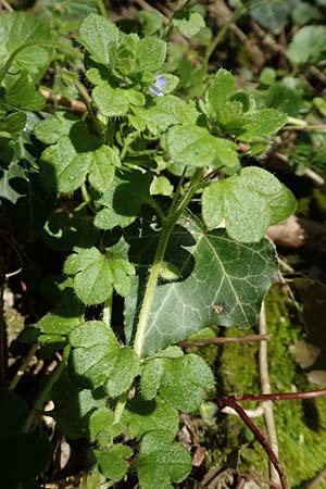 Veronica hederifolia subsp. hederifolia \ Efeublttriger Ehrenpreis / Ivy-Leaved Speedwell, D Weinheim an der Bergstraße 31.3.2020