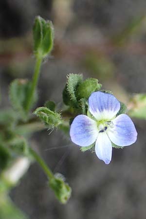 Veronica persica \ Persischer Ehrenpreis / Common Field Speedwell, D Thüringen, Tunzenhausen 9.6.2022