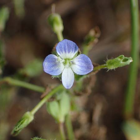 Veronica persica \ Persischer Ehrenpreis / Common Field Speedwell, D Thüringen, Tunzenhausen 9.6.2022