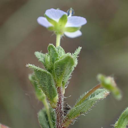 Veronica persica \ Persischer Ehrenpreis / Common Field Speedwell, D Thüringen, Tunzenhausen 9.6.2022