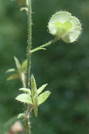 Veronica teucrium \ Groer Ehrenpreis / Large Speedwell, D Hunsrück, Börfink 26.6.2023