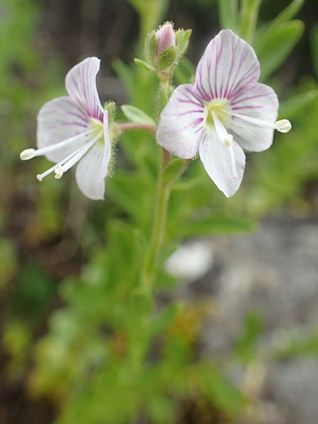 Veronica fruticulosa \ Halbstrauch-Ehrenpreis / Shrubby Speedwell, D Botan. Gar.  Universit.  Tübingen 17.6.2017
