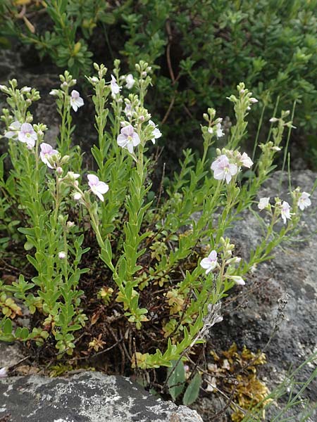 Veronica fruticulosa \ Halbstrauch-Ehrenpreis / Shrubby Speedwell, D Botan. Gar.  Universit.  Tübingen 17.6.2017