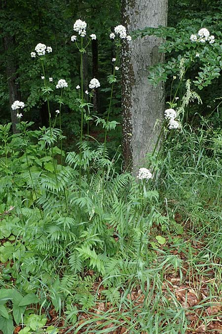 Valeriana pratensis subsp. franconica \ Frnkischer Wiesen-Arznei-Baldrian / Franconian Meadow Valerian, D Rhön,  Bischofsheim 20.6.2023
