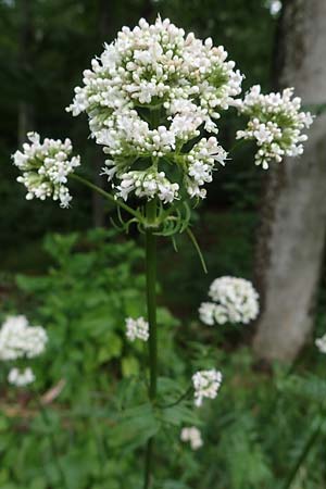 Valeriana pratensis subsp. franconica \ Frnkischer Wiesen-Arznei-Baldrian / Franconian Meadow Valerian, D Rhön,  Bischofsheim 20.6.2023