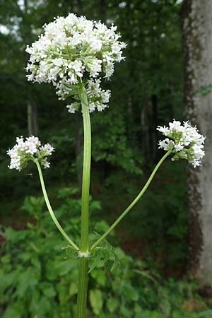 Valeriana pratensis subsp. franconica \ Frnkischer Wiesen-Arznei-Baldrian / Franconian Meadow Valerian, D Rhön,  Bischofsheim 20.6.2023
