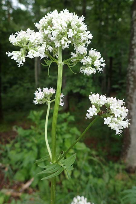 Valeriana pratensis subsp. franconica \ Frnkischer Wiesen-Arznei-Baldrian / Franconian Meadow Valerian, D Rhön,  Bischofsheim 20.6.2023