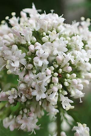 Valeriana pratensis subsp. franconica \ Frnkischer Wiesen-Arznei-Baldrian / Franconian Meadow Valerian, D Rhön,  Bischofsheim 20.6.2023