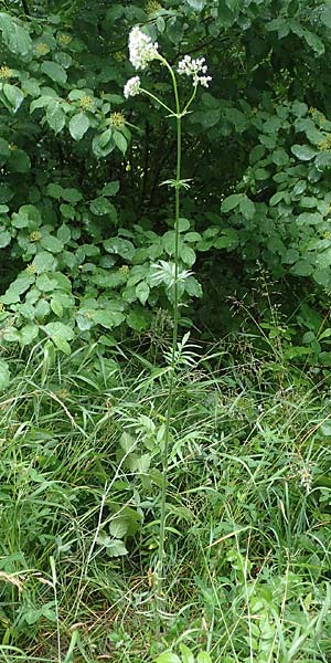 Valeriana pratensis subsp. franconica \ Frnkischer Wiesen-Arznei-Baldrian / Franconian Meadow Valerian, D Sinntal 23.6.2023