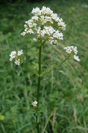 Valeriana pratensis subsp. franconica \ Frnkischer Wiesen-Arznei-Baldrian / Franconian Meadow Valerian, D Sinntal 23.6.2023