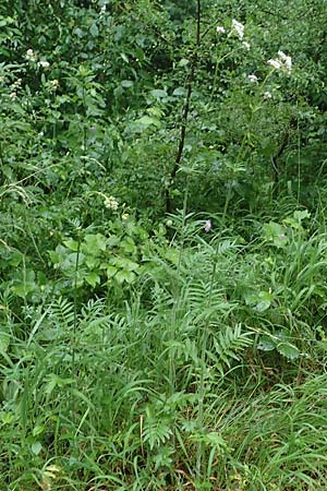 Valeriana pratensis subsp. franconica \ Frnkischer Wiesen-Arznei-Baldrian / Franconian Meadow Valerian, D Sinntal 23.6.2023