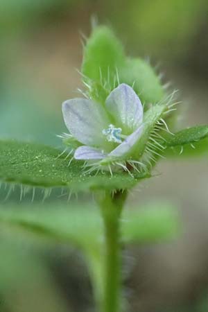 Veronica hederifolia subsp. hederifolia \ Efeublttriger Ehrenpreis / Ivy-Leaved Speedwell, D Mannheim 9.4.2020
