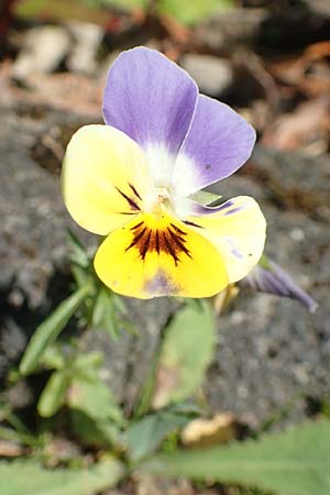 Viola wittrockiana, Garten-Stiefmütterchen