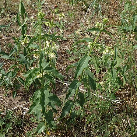 Vincetoxicum hirundinaria \ Schwalbenwurz / White Swallow Wort, D Mannheim 29.5.2018