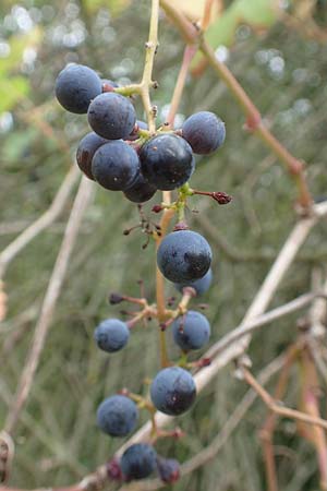 Vitis sylvestris \ Wilde Weinrebe / Grape Vine, D Mannheim Reiß-Insel 13.9.2018