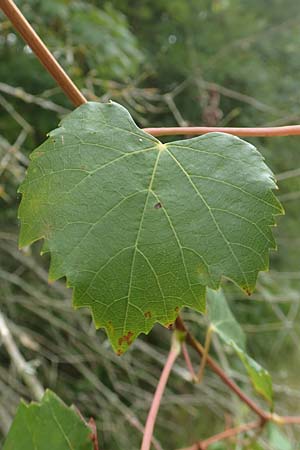 Vitis sylvestris \ Wilde Weinrebe / Grape Vine, D Mannheim Reiß-Insel 13.9.2018