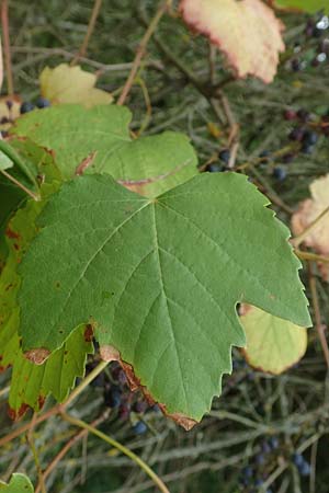 Vitis sylvestris \ Wilde Weinrebe / Grape Vine, D Mannheim Reiß-Insel 13.9.2018