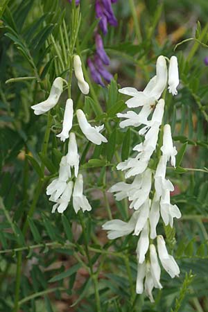 Vicia cracca \ Vogel-Wicke / Tufted Vetch, D Königheim 29.5.2019