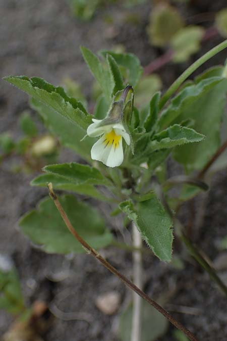 Viola kitaibeliana \ Kleines Stiefmtterchen / Dwarf Pansy, D Thüringen, Tunzenhausen 9.6.2022
