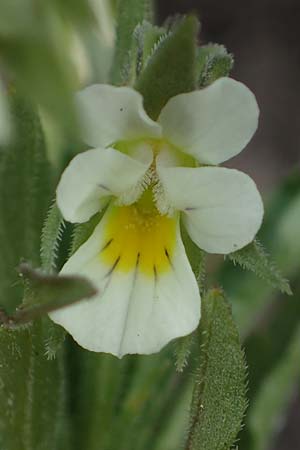 Viola kitaibeliana \ Kleines Stiefmtterchen / Dwarf Pansy, D Thüringen, Tunzenhausen 9.6.2022