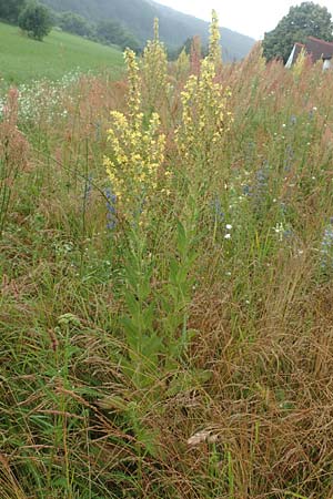 Verbascum lychnitis \ Mehlige Knigskerze / White Mullein, D Erlenbach am Main 25.6.2016
