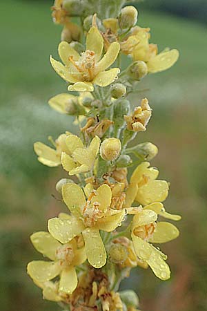 Verbascum lychnitis \ Mehlige Knigskerze / White Mullein, D Erlenbach am Main 25.6.2016