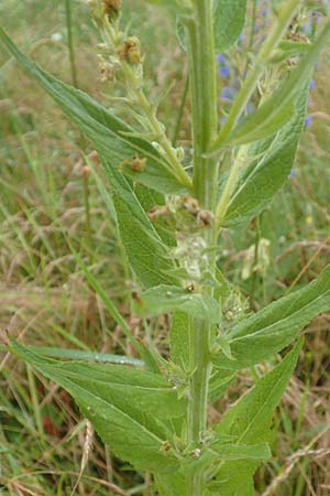 Verbascum lychnitis \ Mehlige Knigskerze / White Mullein, D Erlenbach am Main 25.6.2016