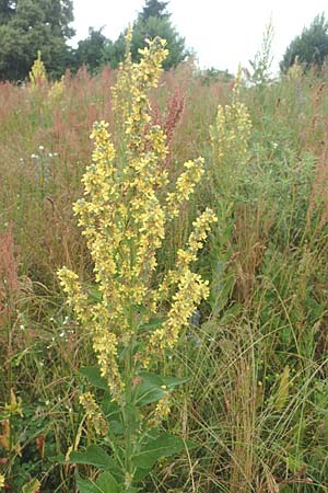 Verbascum lychnitis \ Mehlige Knigskerze / White Mullein, D Erlenbach am Main 25.6.2016