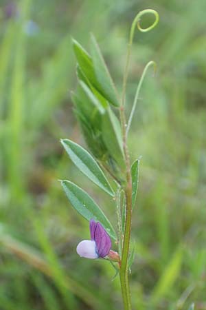 Vicia lathyroides \ Frhlings-Zwergwicke / Spring Vetch, D Rödermark 13.5.2017