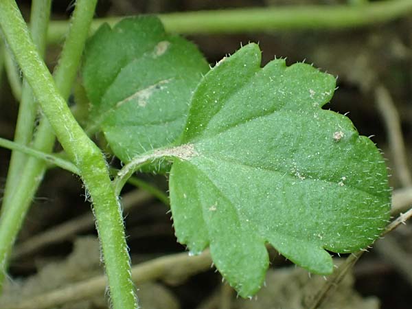 Veronica hederifolia subsp. lucorum \ Hain-Efeu-Ehrenpreis, Hecken-Ehrenpreis / Ivy-Leaved Speedwell, D Weinheim an der Bergstraße 20.4.2018