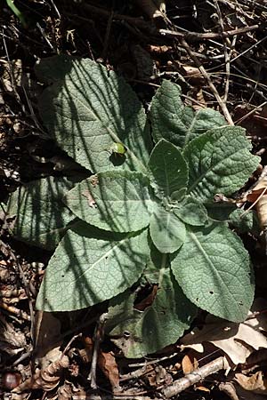Verbascum lychnitis \ Mehlige Knigskerze / White Mullein, D Brensbach 10.10.2020