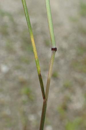 Festuca myuros \ Museschwanz-Federschwingel, Gewhnlicher Federschwingel / Rat's-Tail Fescue, D Lennestadt-Altenhundem 21.5.2018